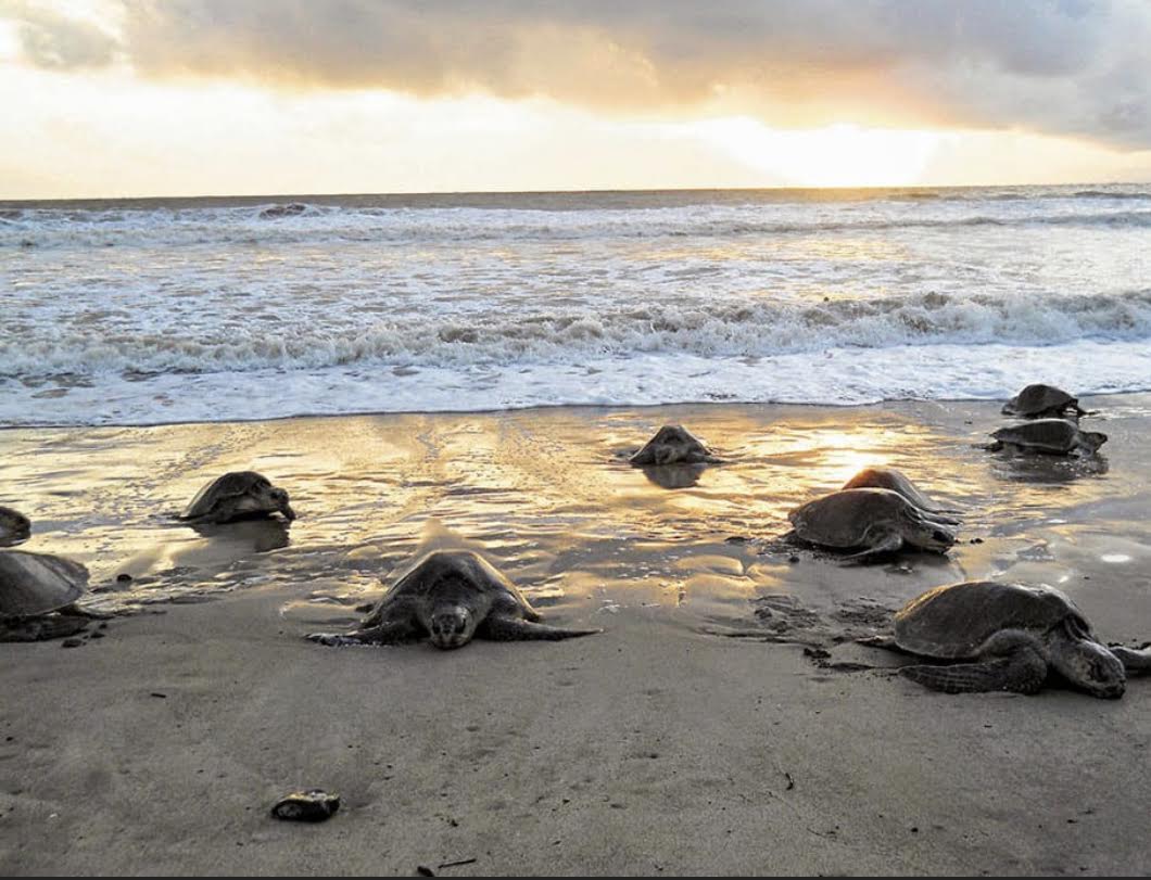 TURTLE 2