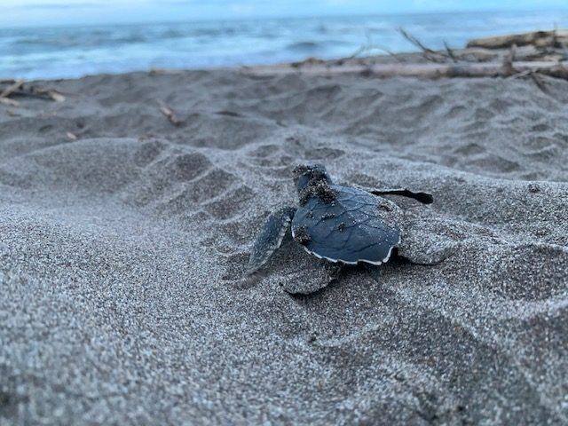 TURTLE 4